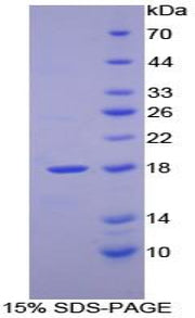 Figure 1. SDS-PAGE