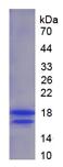 Figure 1. SDS-PAGE