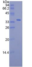 Figure 2. SDS-PAGE