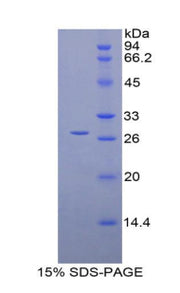Figure 1. SDS-PAGE