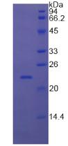 Figure 2. SDS-PAGE