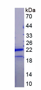 Figure 1. SDS-PAGE