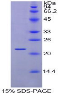 Figure 1. SDS-PAGE