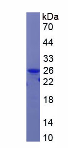 Figure 1. SDS-PAGE