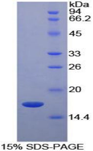 Figure 1. SDS-PAGE