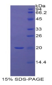 Figure 1. SDS-PAGE