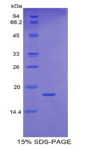 Figure 1. SDS-PAGE
