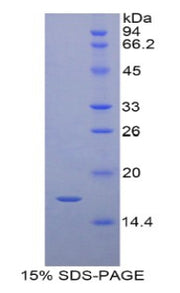 Figure 1. SDS-PAGE