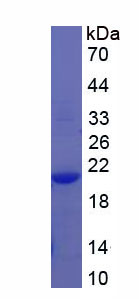 Figure 1. SDS-PAGE