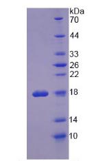 Figure 2. SDS-PAGE