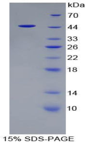 Figure 1. SDS-PAGE