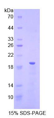 Figure 1. SDS-PAGE
