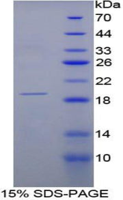 Figure 1. SDS-PAGE