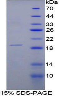 Figure 1. SDS-PAGE