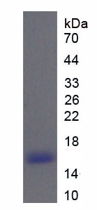 Figure 1. SDS-PAGE