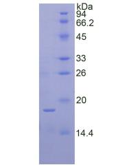 Figure 2. SDS-PAGE