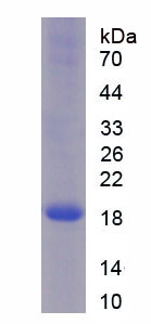 Figure 1. SDS-PAGE