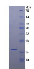 Figure 2. SDS-PAGE