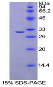 Figure 1. SDS-PAGE