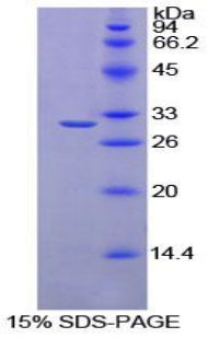 Figure 1. SDS-PAGE