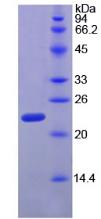 Figure 2. SDS-PAGE