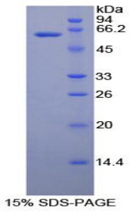 Figure 1. SDS-PAGE