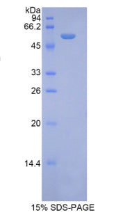 Figure 1. SDS-PAGE