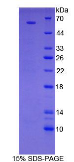 Figure 1. SDS-PAGE