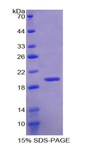 Figure 1. SDS-PAGE