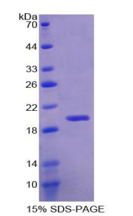 Figure 1. SDS-PAGE