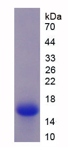 Figure 1. SDS-PAGE