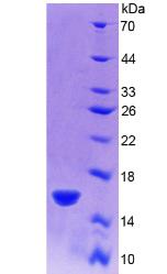 Figure 2. SDS-PAGE