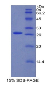 Figure 1. SDS-PAGE