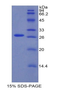 Figure 1. SDS-PAGE