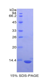 Figure 1. SDS-PAGE