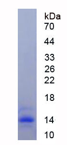 Figure 1. SDS-PAGE