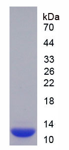Figure 1. SDS-PAGE