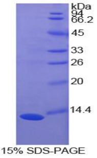 Figure 1. SDS-PAGE