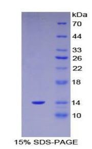 Figure 1. SDS-PAGE