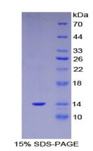 Figure 1. SDS-PAGE