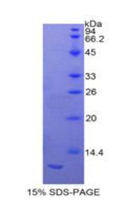 Figure 1. SDS-PAGE