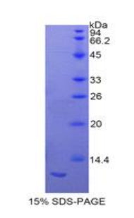 Figure 1. SDS-PAGE
