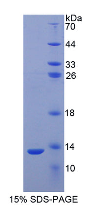 Figure 1. SDS-PAGE