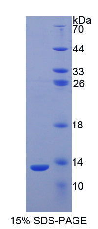 Figure 1. SDS-PAGE