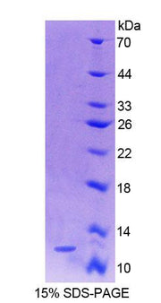 Figure 1. SDS-PAGE