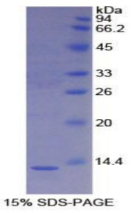 Figure 1. SDS-PAGE