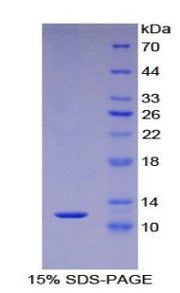 Figure 1. SDS-PAGE