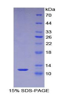 Figure 1. SDS-PAGE
