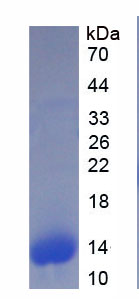 Figure 1. SDS-PAGE