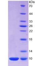 Figure 2. SDS-PAGE